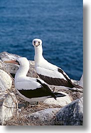 animals, birds, boobies, ecuador, equator, galapagos, galapagos islands, islands, latin america, masked, pacific ocean, south pacific, vertical, wild, photograph