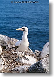 animals, birds, boobies, ecuador, equator, galapagos, galapagos islands, islands, latin america, masked, pacific ocean, south pacific, vertical, wild, photograph