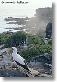 animals, birds, boobies, ecuador, equator, galapagos, galapagos islands, islands, latin america, masked, pacific ocean, south pacific, vertical, wild, photograph