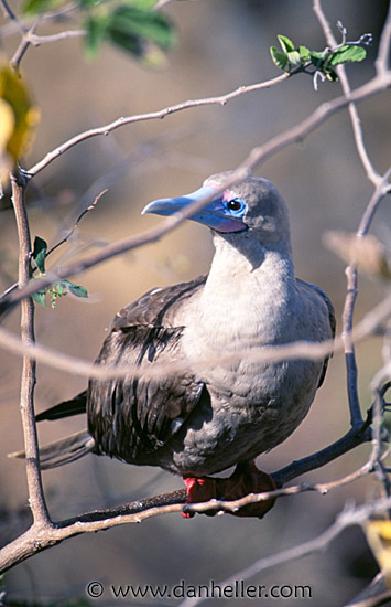 red-boobie-c.jpg