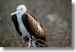 animals, birds, ecuador, equator, frigatebird, galapagos, galapagos islands, horizontal, islands, juvenile, latin america, pacific ocean, south pacific, wild, photograph