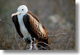 images/LatinAmerica/Ecuador/Galapagos/Birds/Frigatebird/juv-frigatebird-1.jpg