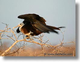 animals, birds, ecuador, equator, frigatebird, galapagos, galapagos islands, horizontal, islands, juvenile, latin america, pacific ocean, south pacific, wild, photograph