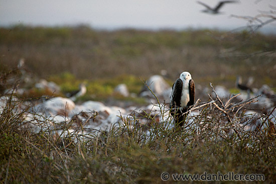 juv-frigatebird-4.jpg