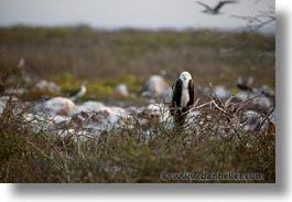 animals, birds, ecuador, equator, frigatebird, galapagos, galapagos islands, horizontal, islands, juvenile, latin america, pacific ocean, south pacific, wild, photograph