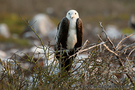 juv-frigatebird-5.jpg