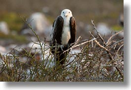 animals, birds, ecuador, equator, frigatebird, galapagos, galapagos islands, horizontal, islands, juvenile, latin america, pacific ocean, south pacific, wild, photograph