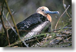 animals, birds, ecuador, equator, frigatebird, galapagos, galapagos islands, horizontal, islands, juvenile, latin america, pacific ocean, south pacific, wild, photograph