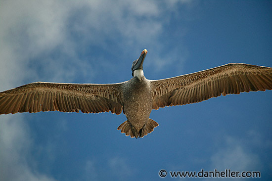 pelican-flight-01.jpg