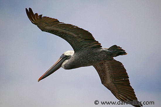 pelican-flight-05.jpg