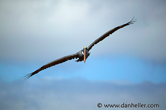 pelican-flight-06.jpg