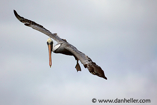 pelican-flight-07.jpg