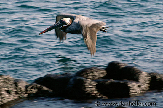 pelican-flight-08.jpg