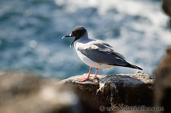 swallowtail-gull-01.jpg