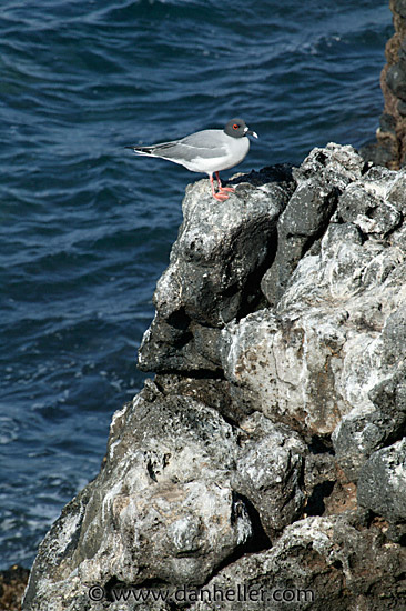 swallowtail-gull-02.jpg