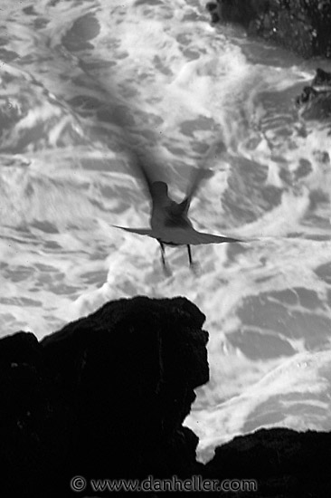 swallowtail-gull-10-bw.jpg