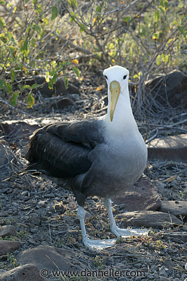 albatross-04.jpg