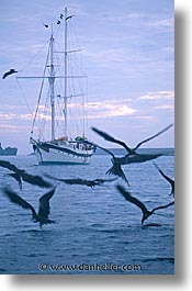 animals, birds, boats, dusk, ecuador, equator, galapagos, galapagos islands, islands, latin america, pacific ocean, south pacific, vertical, wild, photograph