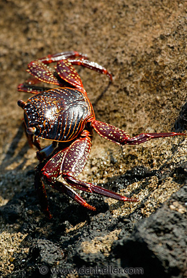 crab-01.jpg