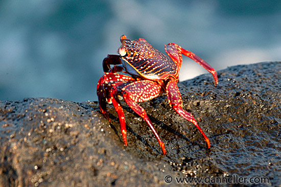 crab-03.jpg
