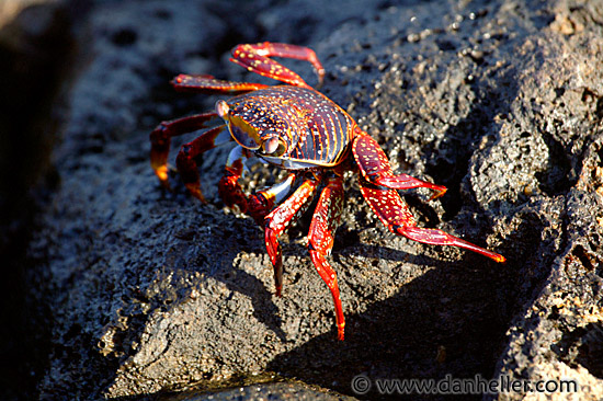 crab-04.jpg
