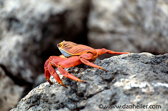 crab-06.jpg