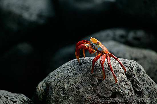crab-08.jpg