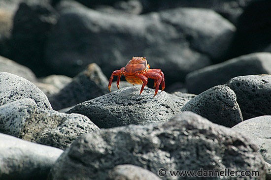 crab-09.jpg