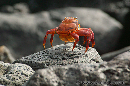 crab-10.jpg