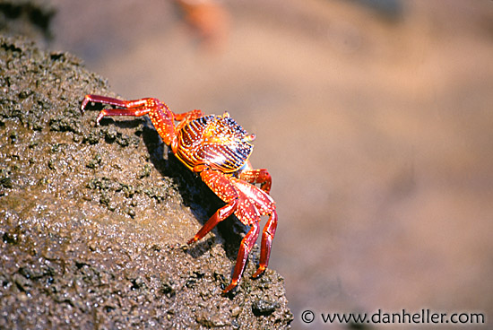 crab-a.jpg