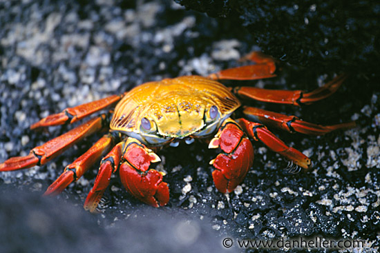 crab-b.jpg