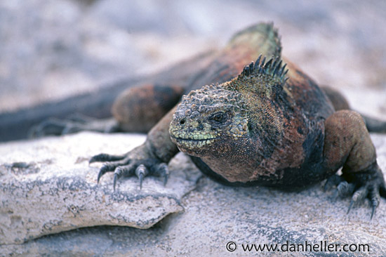 iguana-a.jpg