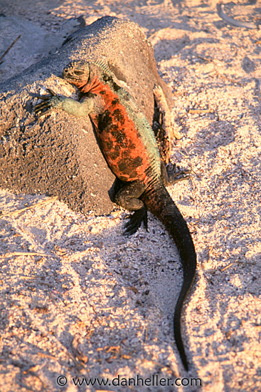 iguana-b.jpg