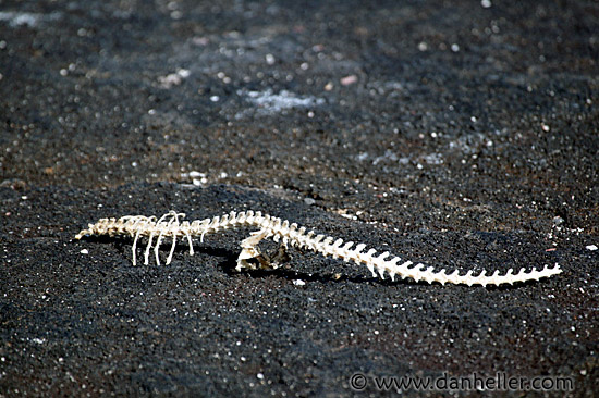 iguana-skeleton-02.jpg