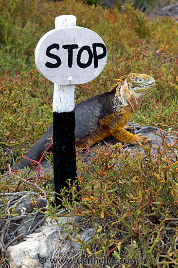 iguana-stop-2.jpg