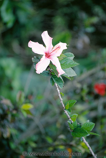 flower-4.jpg