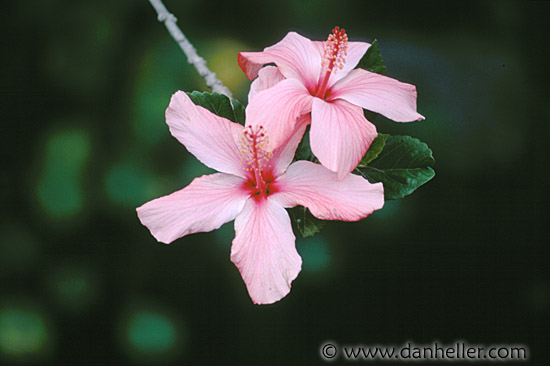 flower-5.jpg