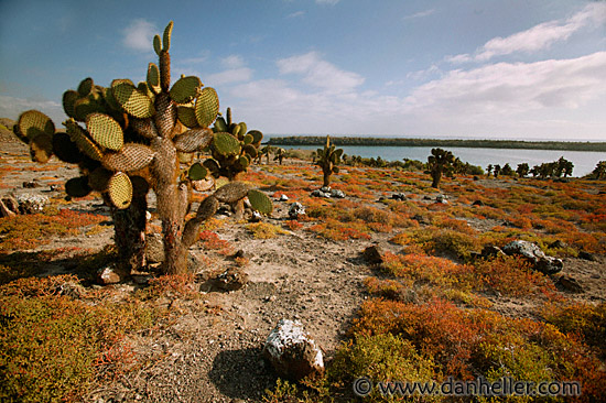 prickly-pear-2.jpg