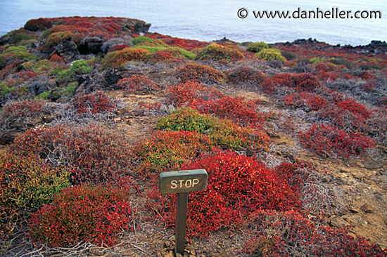 red-plants-stop.jpg