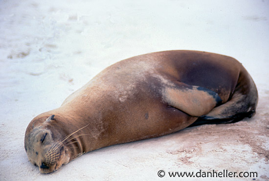 lazy-sea_lion.jpg