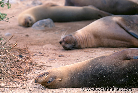 lounging-sea_lions.jpg