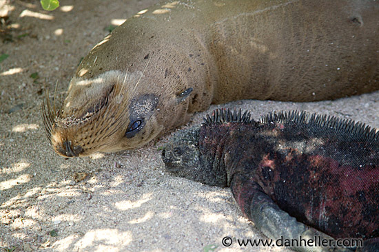 sea_lion-n-iguana.jpg