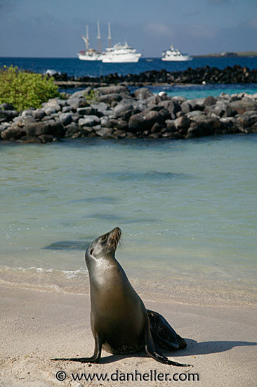 sea_lion-n-ships.jpg