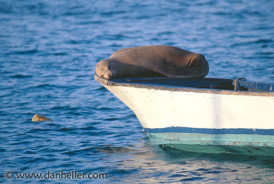 sea_lion-on-boat.jpg