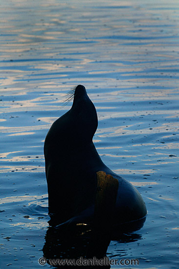 sea_lion-silhouette.jpg