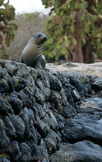 sea_lion-wall.jpg