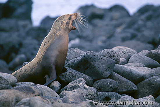 sea_lion-yawn-1.jpg