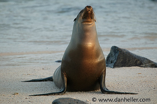 sea_lion-yawn-2.jpg