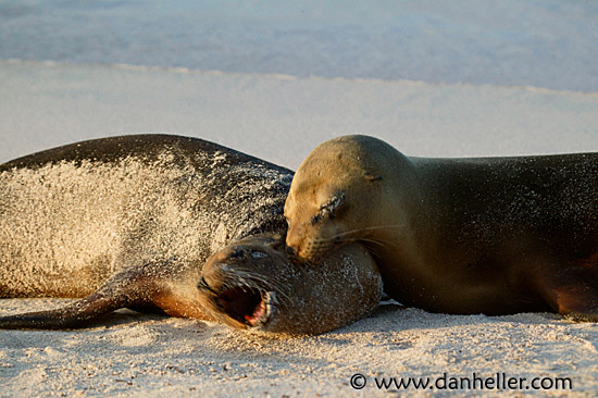 sea_lion-yawn-3.jpg