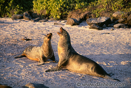 sea_lions-playing.jpg